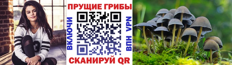 Псилоцибиновые грибы Psilocybine cubensis  что такое   Родники 